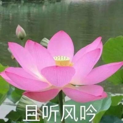 共话中国经济新机遇｜通讯：一位荷兰花卉商的中国情缘